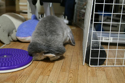 オレかって