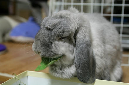 くずの葉