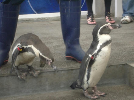 ペンギン散歩