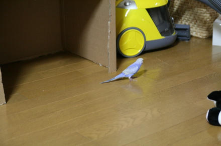 フローリングも