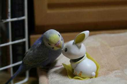 かわいいぴ