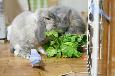 おにいたん