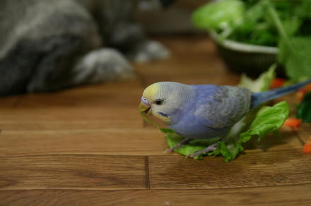 おいちいぴ