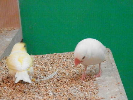文鳥さんとカナリアさん