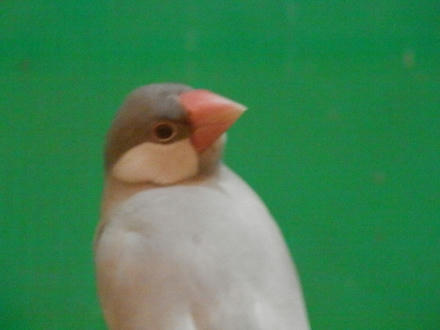 文鳥さん