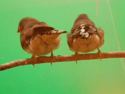 鳥見カフェに