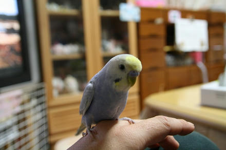 もっちじゃないぴ