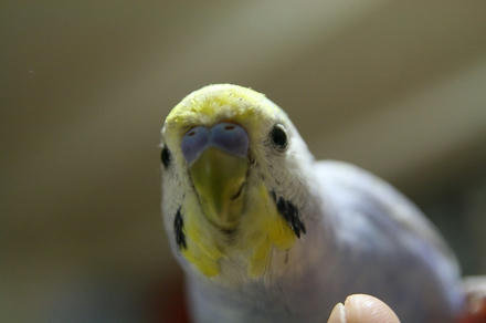 たいへんだぴ
