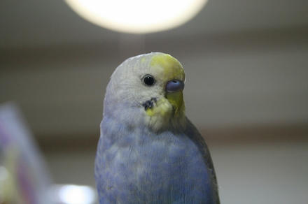 もっちぃも