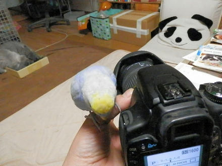 カメラの上に