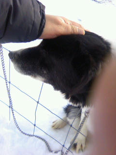 牧羊犬さん