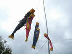 RIMG0750.jpg