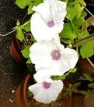 20110830095929.jpg