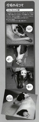 愛犬チャンプ6月号「りーぱら」