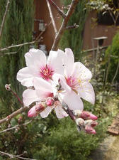 アーモンドの花