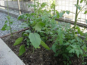 今年の夏の家庭菜園