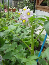 じゃがいもの花