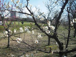 梅小路公園 梅