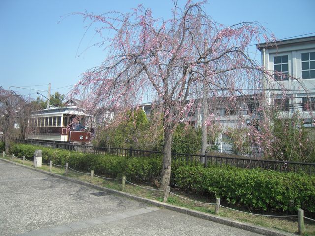 梅小路公園 桜