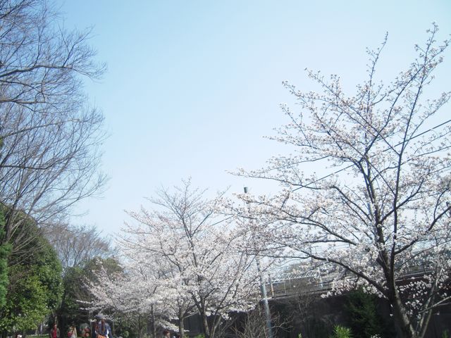 梅小路公園 桜
