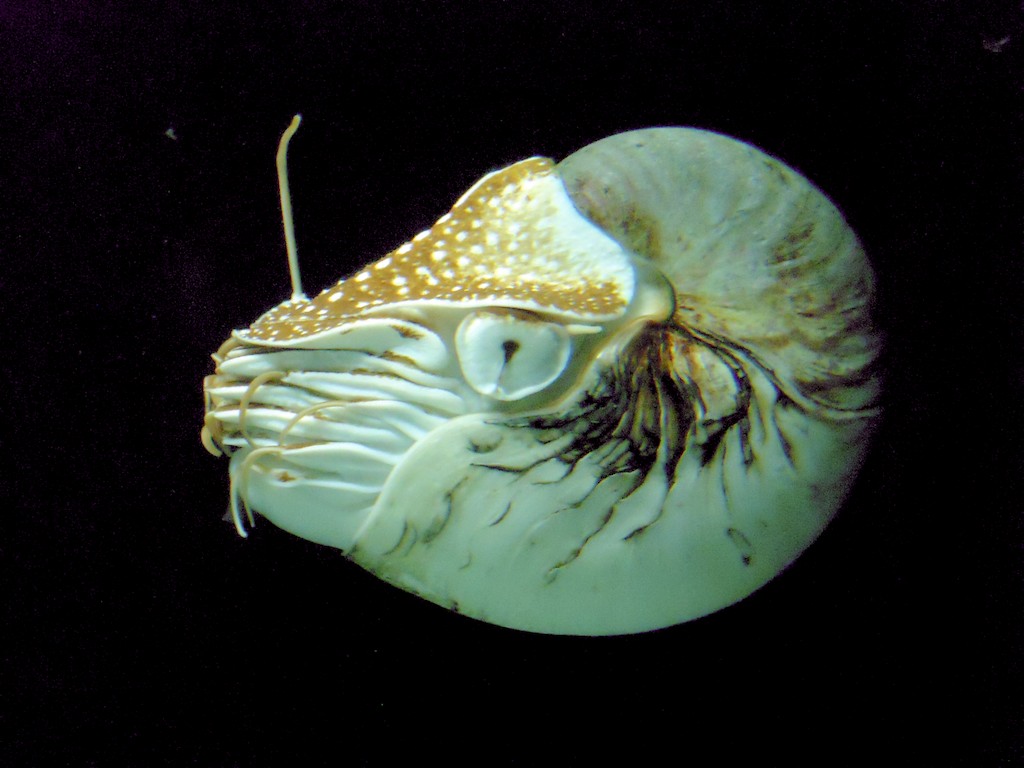 オウムガイは英語ではノーチラス（Nautilus）｜ティートリーのブログ