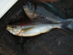 PB100005.jpg