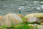 DSC_01330001_1.jpg