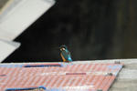 DSC_01320001.JPG