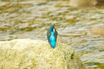 DSC_00110001.JPG