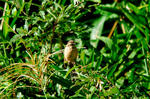 DSC_00260001.JPG
