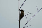 DSC_00570001.JPG