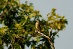 DSC_02880001.JPG