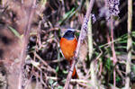 DSC_01510001.JPG