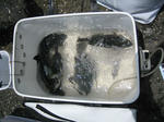 IMG_39750001.JPG