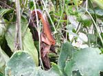 DSCN2146.jpg