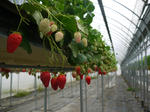 P1050045.jpg