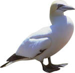 Gannet.jpg