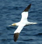 Gannet_flying.jpg