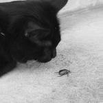 110128_cat02.jpg