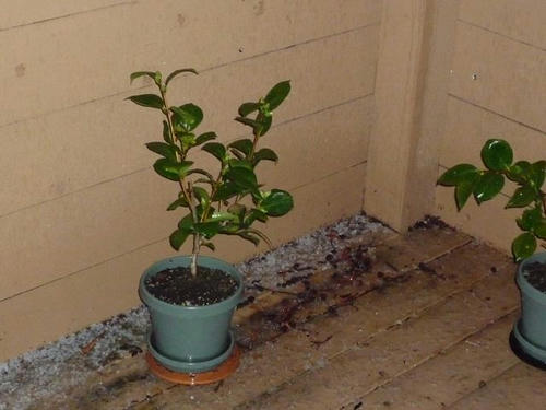 blog_20100120001.JPG