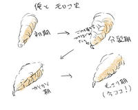 morokosisi.jpg