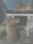 うさぎ