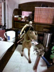 20081220005152.jpg