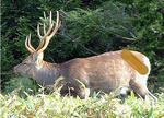 sika.jpg