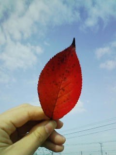 ちいさいあきみつけた