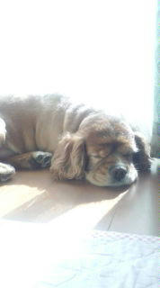 ねむりにおちる