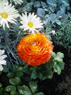 ラナンキュラス