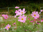秋桜