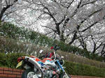 桜