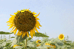 himawari2.gif